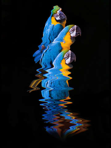 Parrots