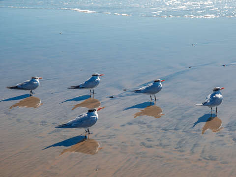 5 Terns on Beach