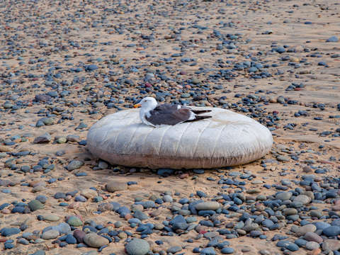 Seagull on Pillow