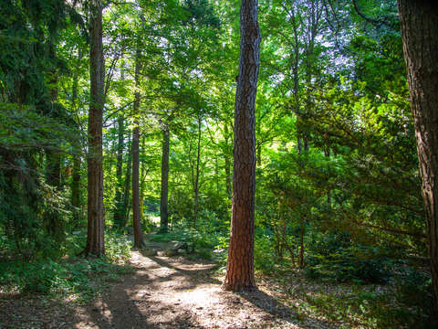 Hoar Woodlands #2