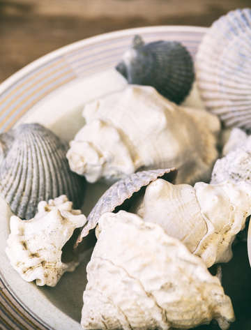 Gifts from the sea 1