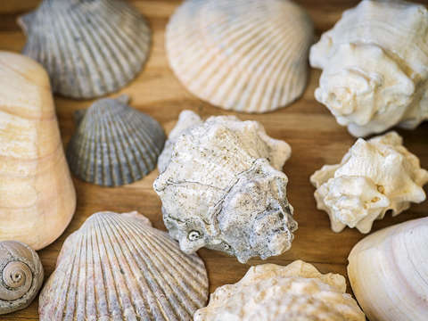 Gifts From The Sea 2