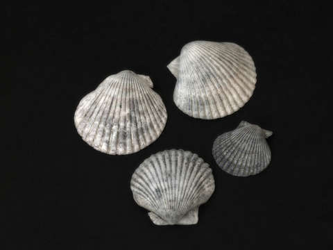 4 shells 1