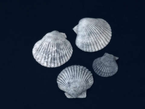 4 Shells #2