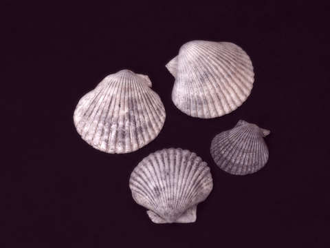 4 Shells #3