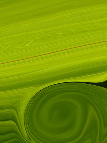 Tropical 00017a