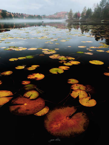 Lily Pad Colors