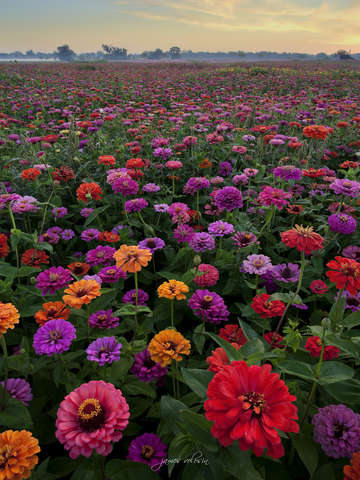 Zinnia 8