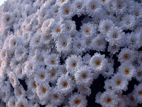 December Mums