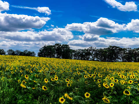 Pope farms panorama