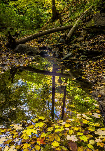 Technicolor Puddle