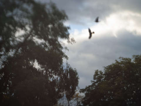 Sky birds