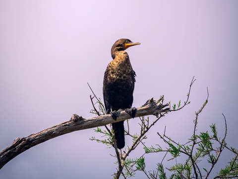 Confident cormorant