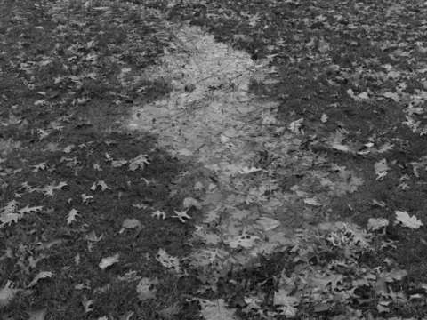 untitled (L1902088)