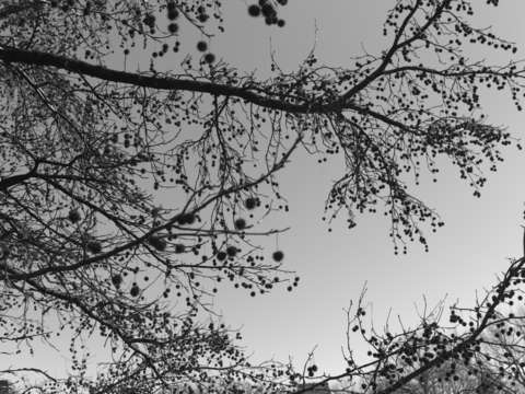 Untitled l2000118