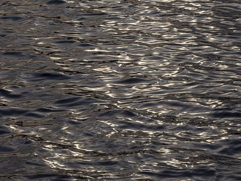 Liquid Light