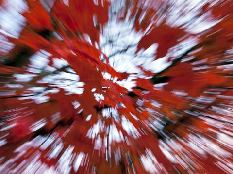 Red 16