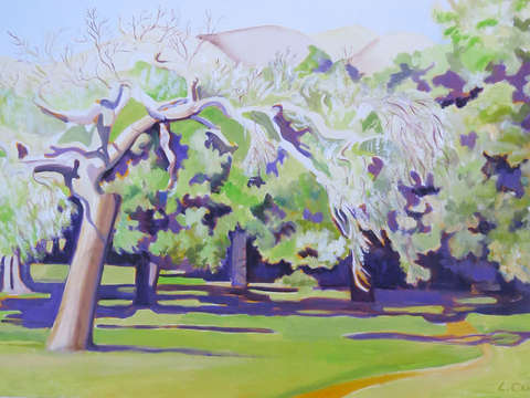 Oaks in the sun