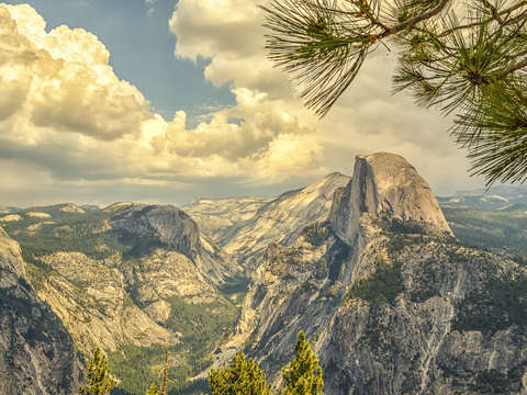 Pines needles above half dome