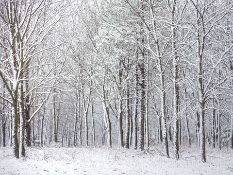 Snowy woods