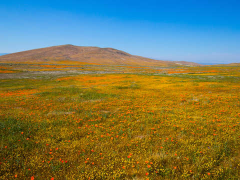 Field of Poppies