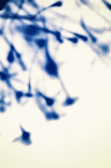 Fauna and flora 5