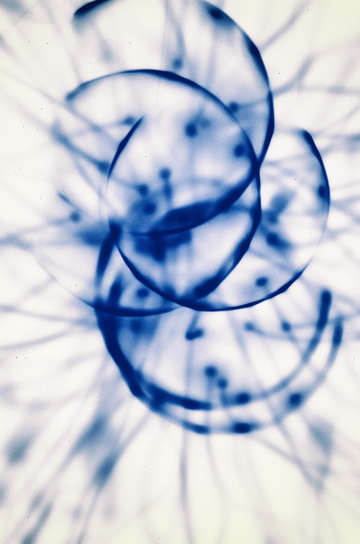 Fauna and flora 3