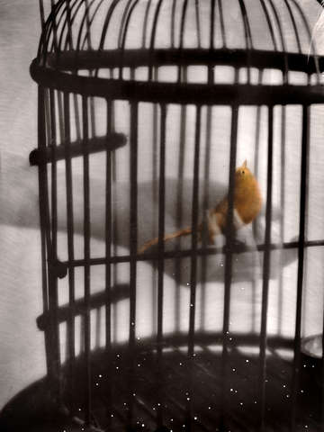 Yellow Bird