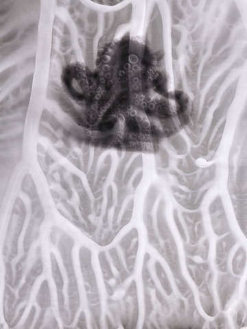 Abstract Octopus