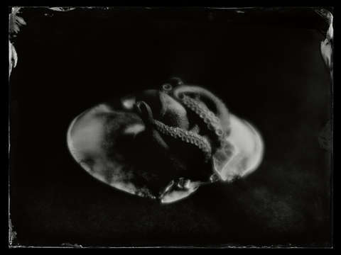 Hatching Octopus