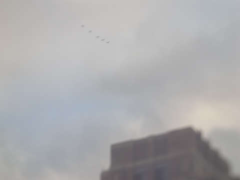 Birds in Flight
