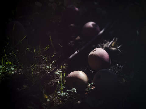 Apples