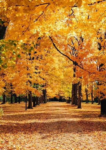 Fall Road