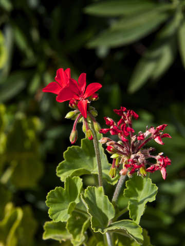 Simply red