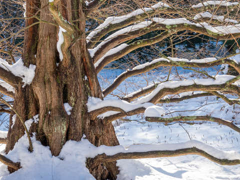 Dawn Redwood