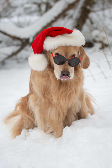 Golden retriever in the snow 1