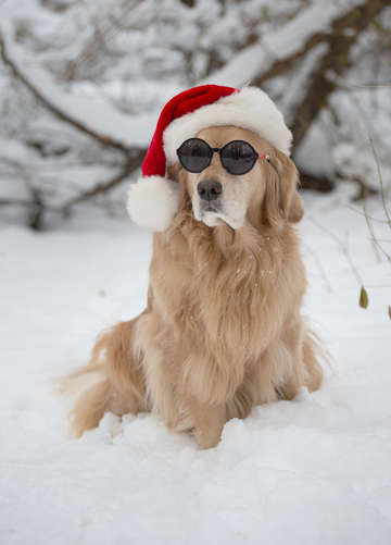 Golden Retriever in the Snow 3