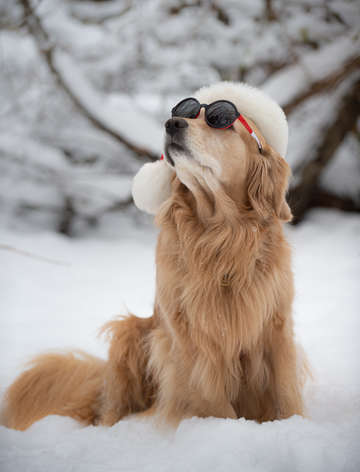 Golden Retriever in the Snow 4