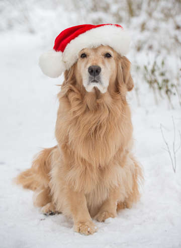 Golden retriever in the snow 7