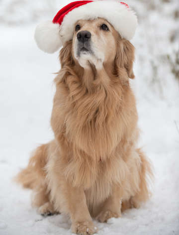 Golden Retriever in the Snow 8