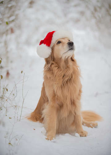 Golden retriever in the snow 12