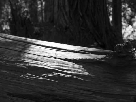 Fallen light