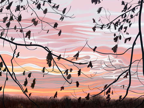 Oak leaves and morning sky