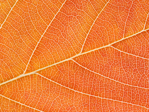 Autumn leaf 2