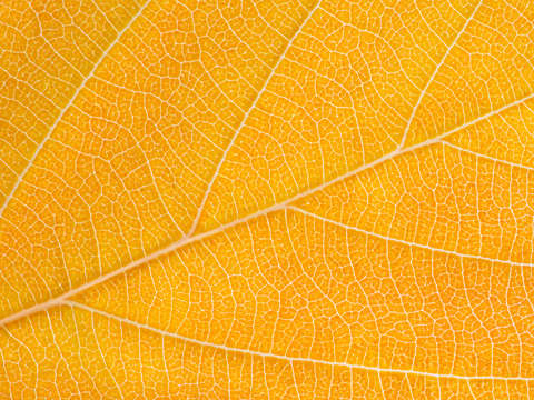 Autumn leaf 3