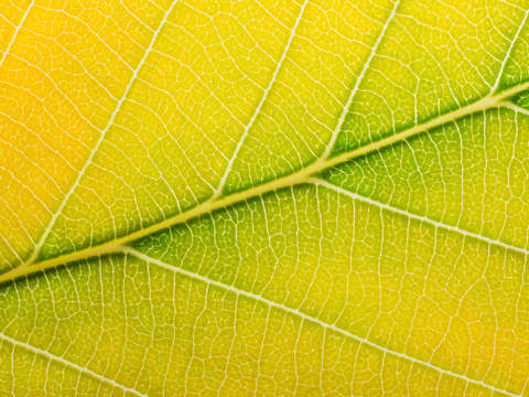 Autumn leaf 4