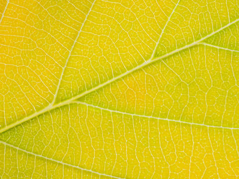 Autumn leaf 5