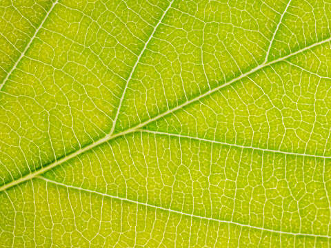 Autumn Leaf