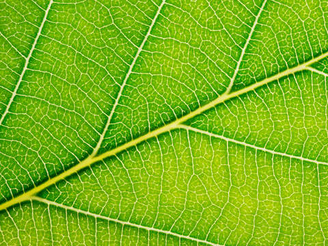 Autumn Leaf