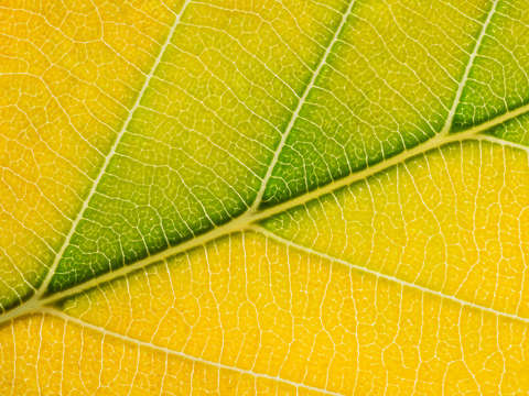 Autumn Leaf